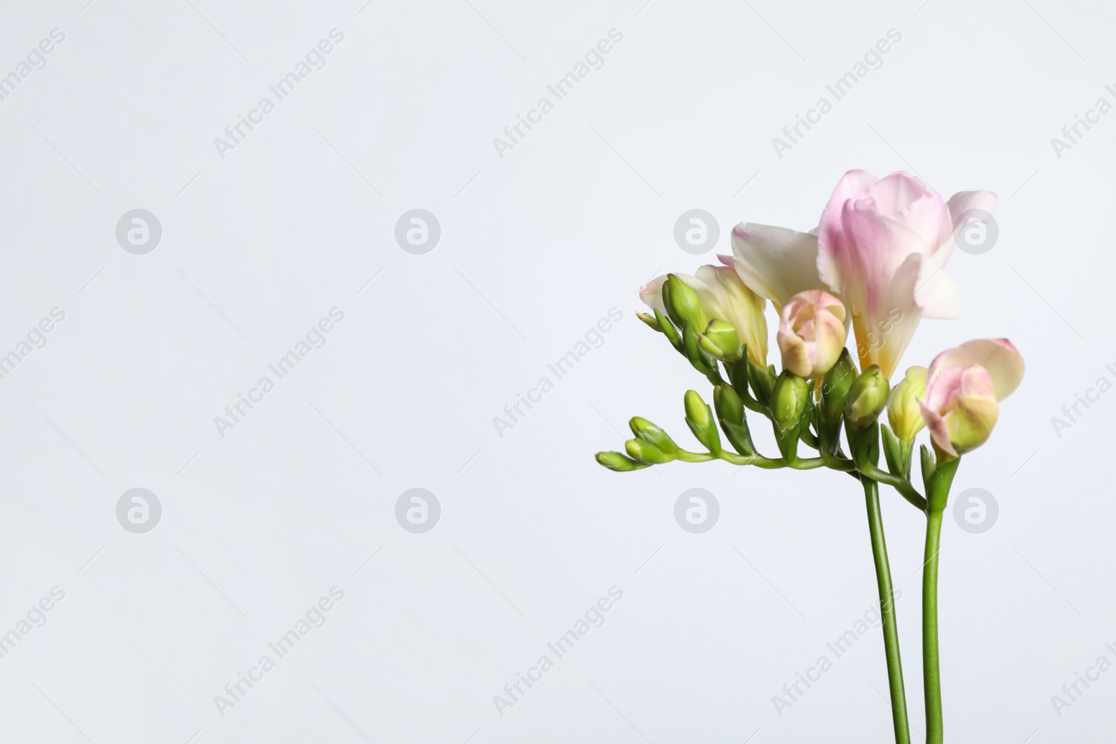 Photo of Beautiful blooming pink freesias on light background. Space for text