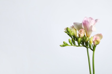 Photo of Beautiful blooming pink freesias on light background. Space for text