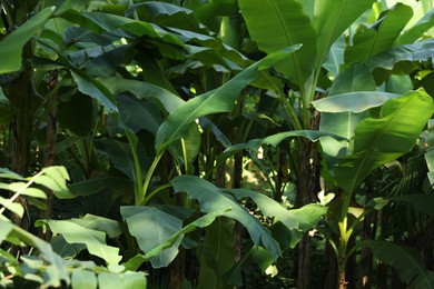 Photo of Fresh green banana plants growing in tropical forest