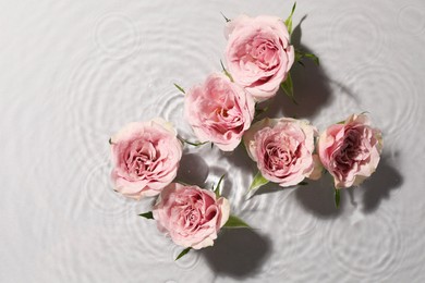 Beautiful roses in water on white background, top view