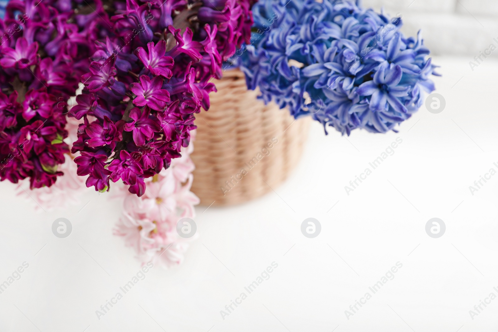 Photo of beautiful hyacinths in wicker pot on table, space for text. Spring flowers