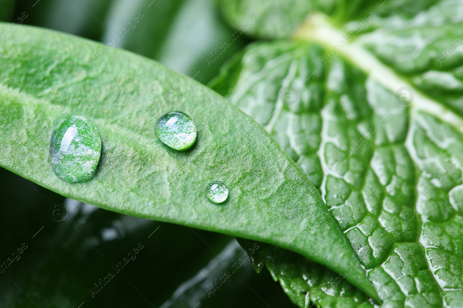 Photo of Shiny water drops and green leaves, closeup