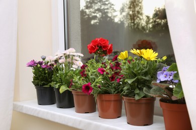 Different beautiful potted flowers on windowsill indoors