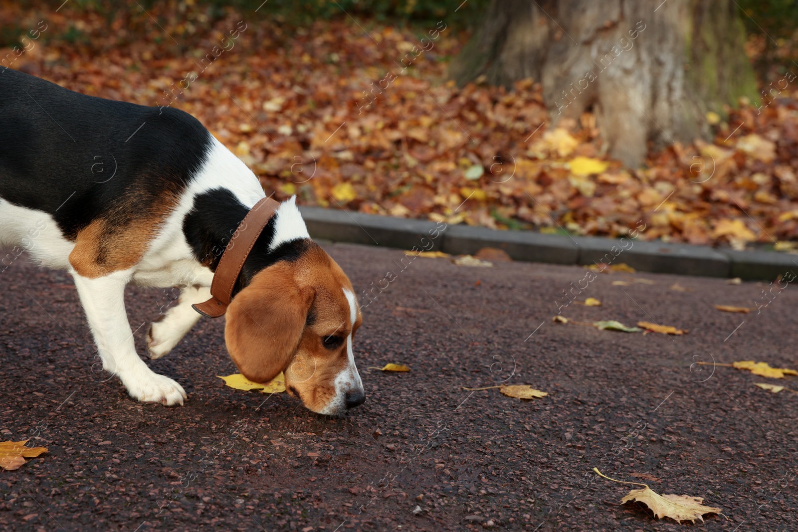 Photo of Adorable Beagle dog in stylish collar outdoors. Space for text