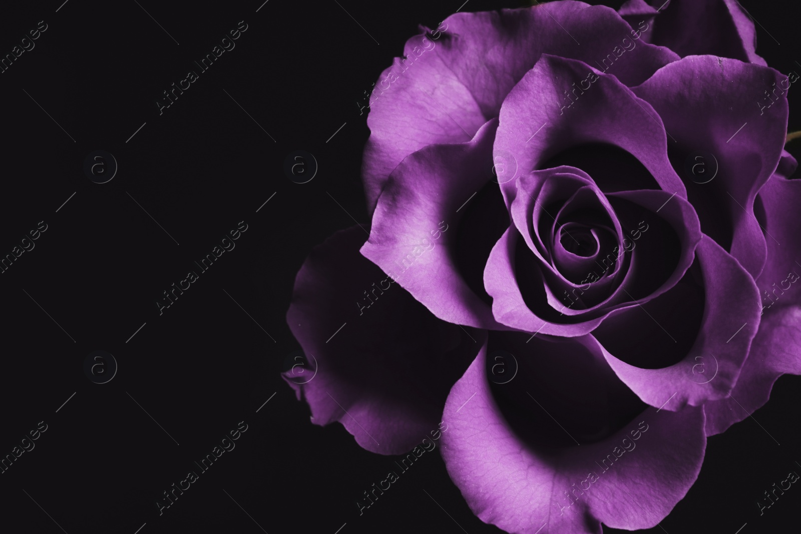 Image of Violet flower on black background, closeup. Funeral attributes