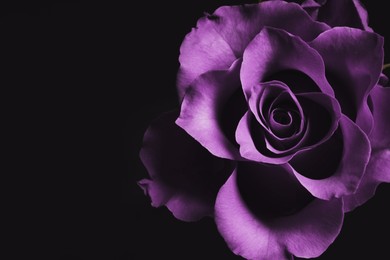 Image of Violet flower on black background, closeup. Funeral attributes