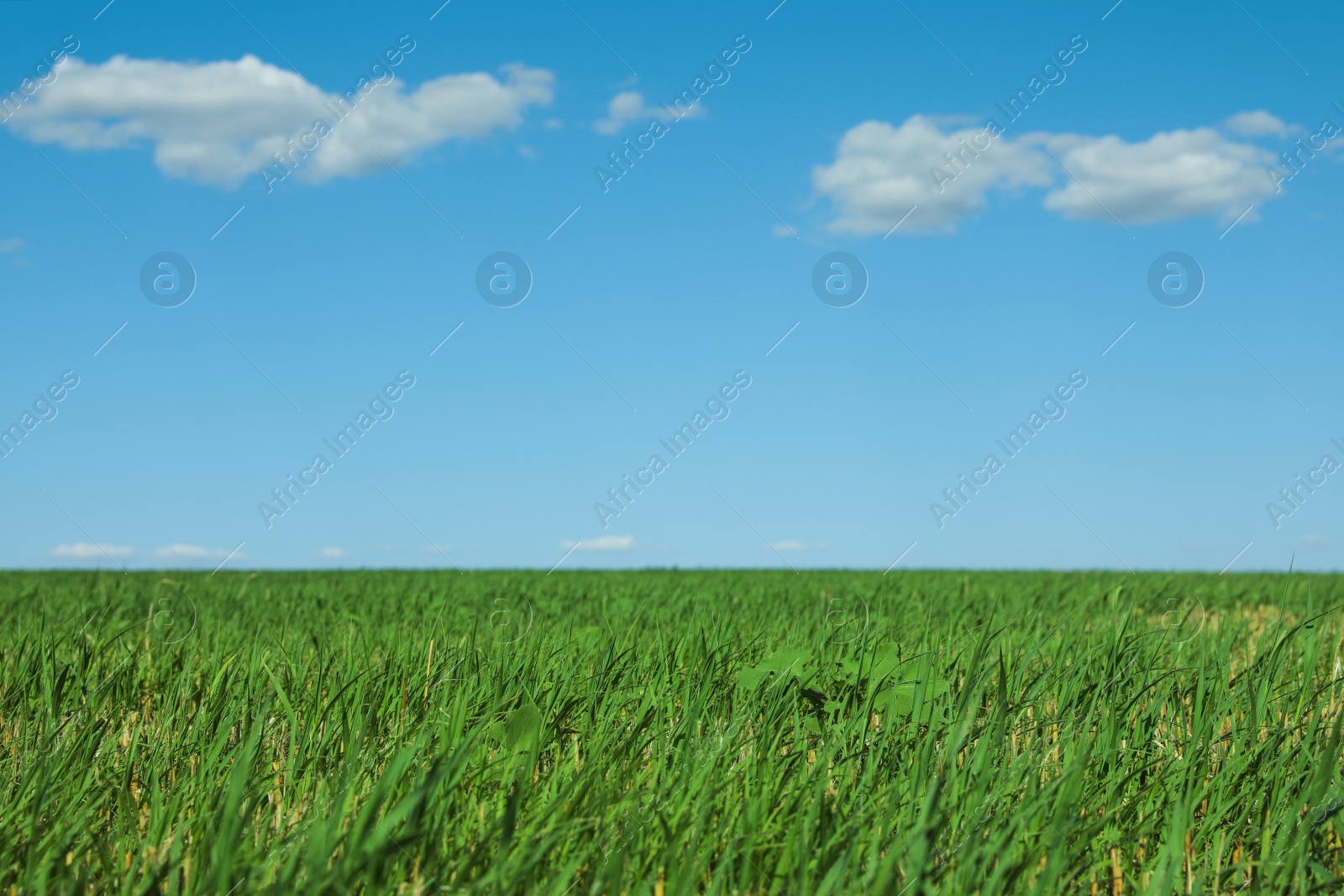 Photo of Picturesque view of green grass growing in field and blue sky