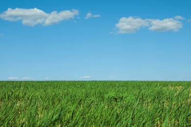 Photo of Picturesque view of green grass growing in field and blue sky