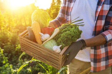 Photo of Man harvesting different fresh ripe vegetables on farm, closeup