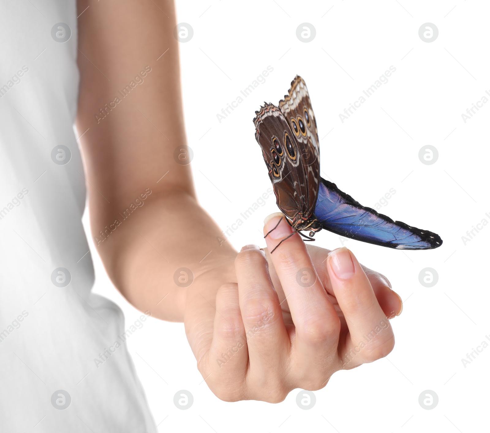 Photo of Woman holding beautiful common morpho butterfly on white background, closeup