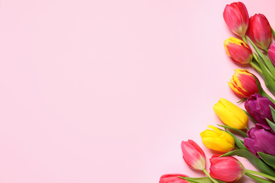 Photo of Beautiful spring tulips on pink background, flat lay. Space for text