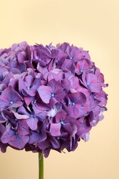 Photo of Branch of hortensia plant with delicate flowers on beige background