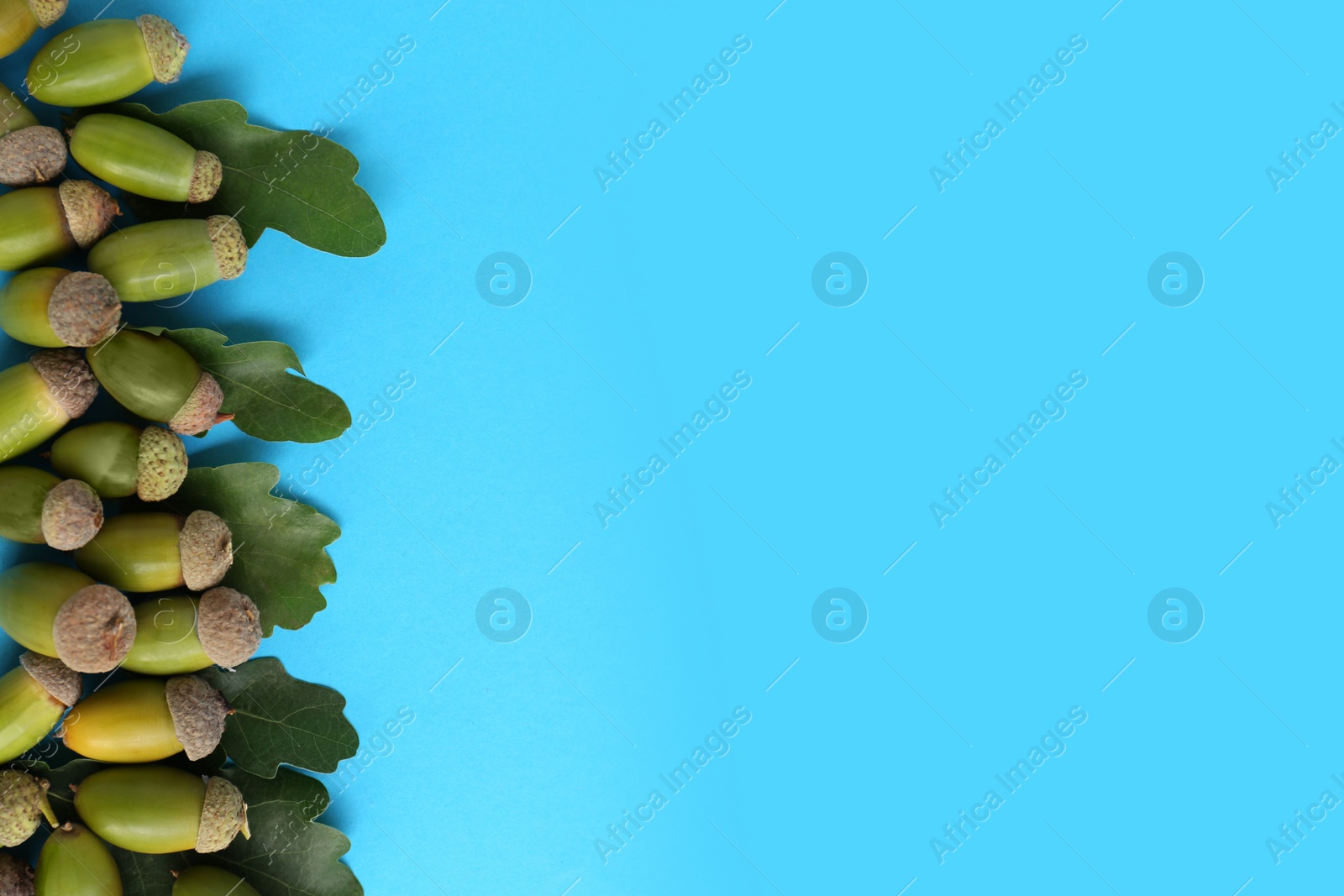 Photo of Many green acorns and oak leaves on light blue background, flat lay. Space for text