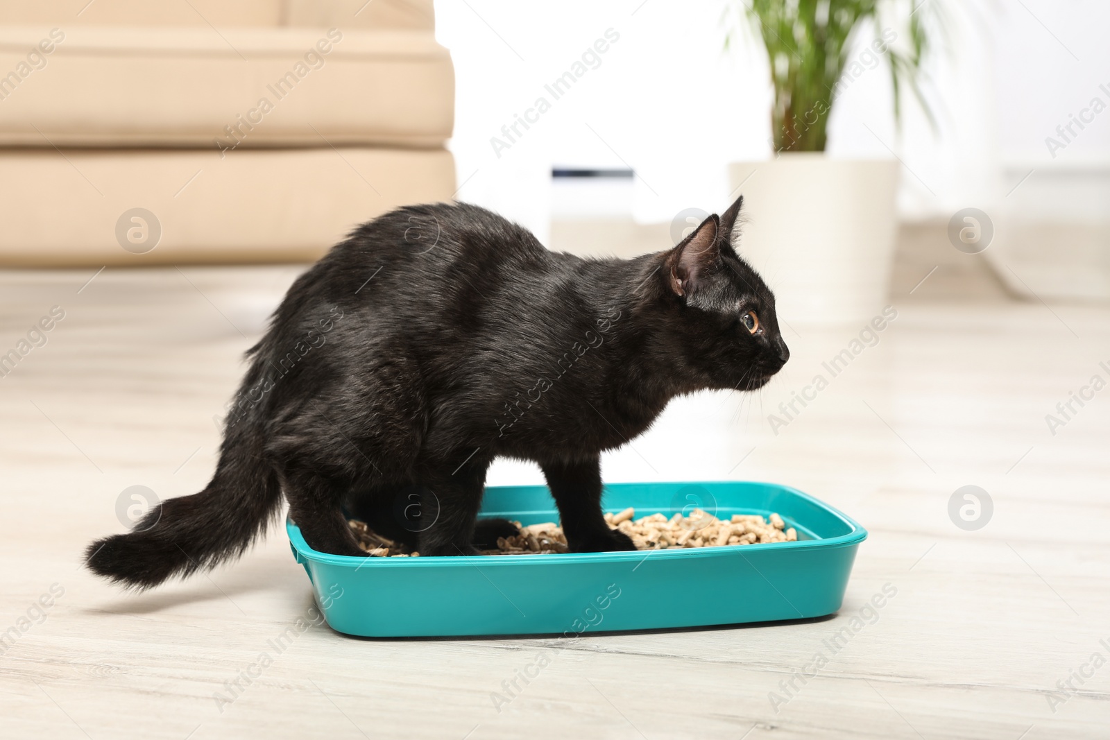 Photo of Cute black cat in litter box at home