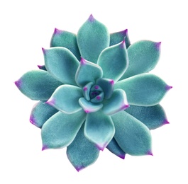 Image of Beautiful succulent plant on white background, top view