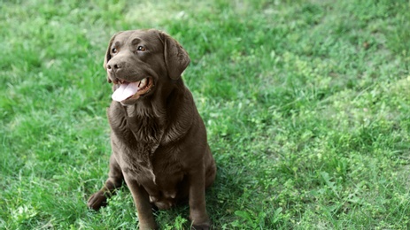 Photo of Cute Chocolate Labrador Retriever in green summer park, above view