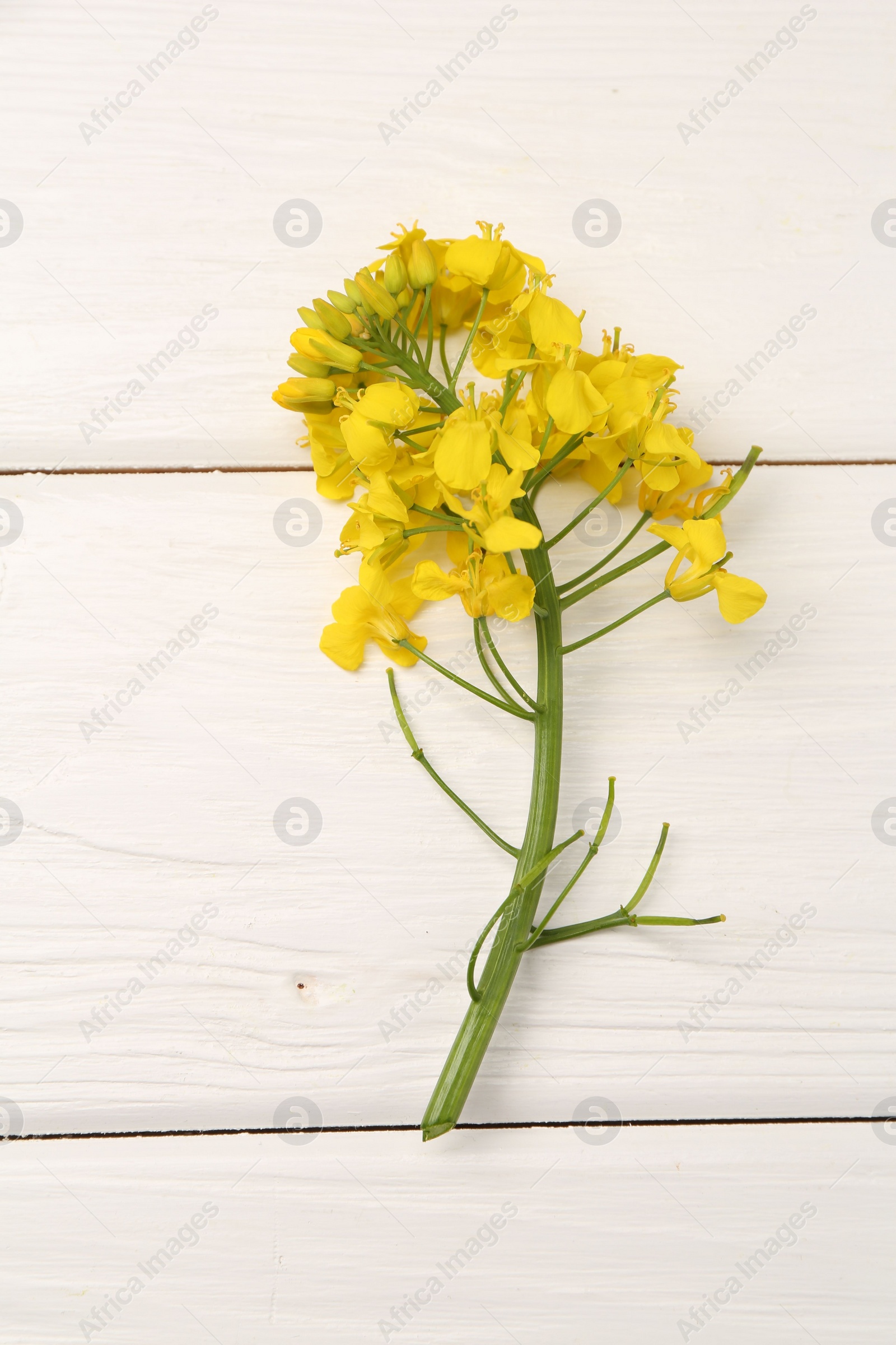 Photo of Beautiful rapeseed flowers on white wooden table, top view