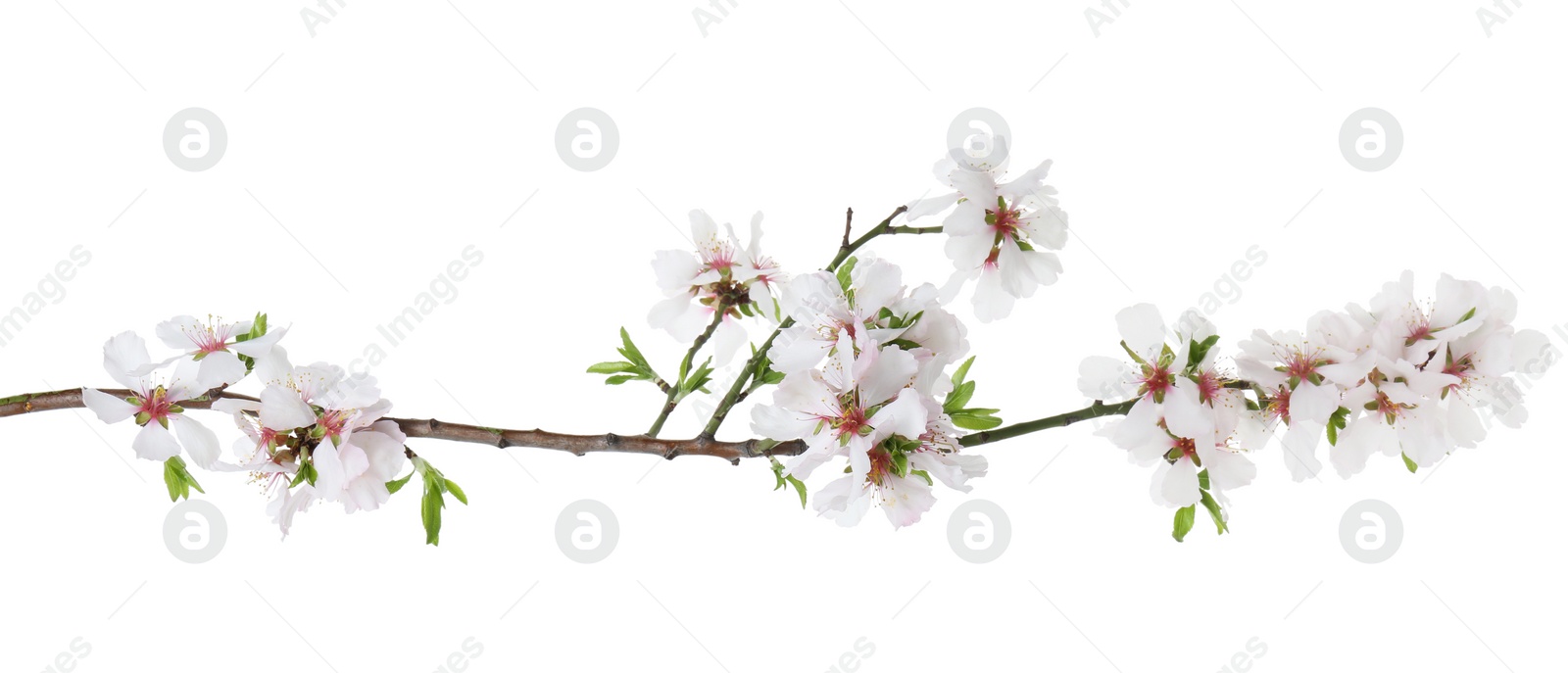 Photo of Beautiful blossoming tree branch with flowers isolated on white. Spring season