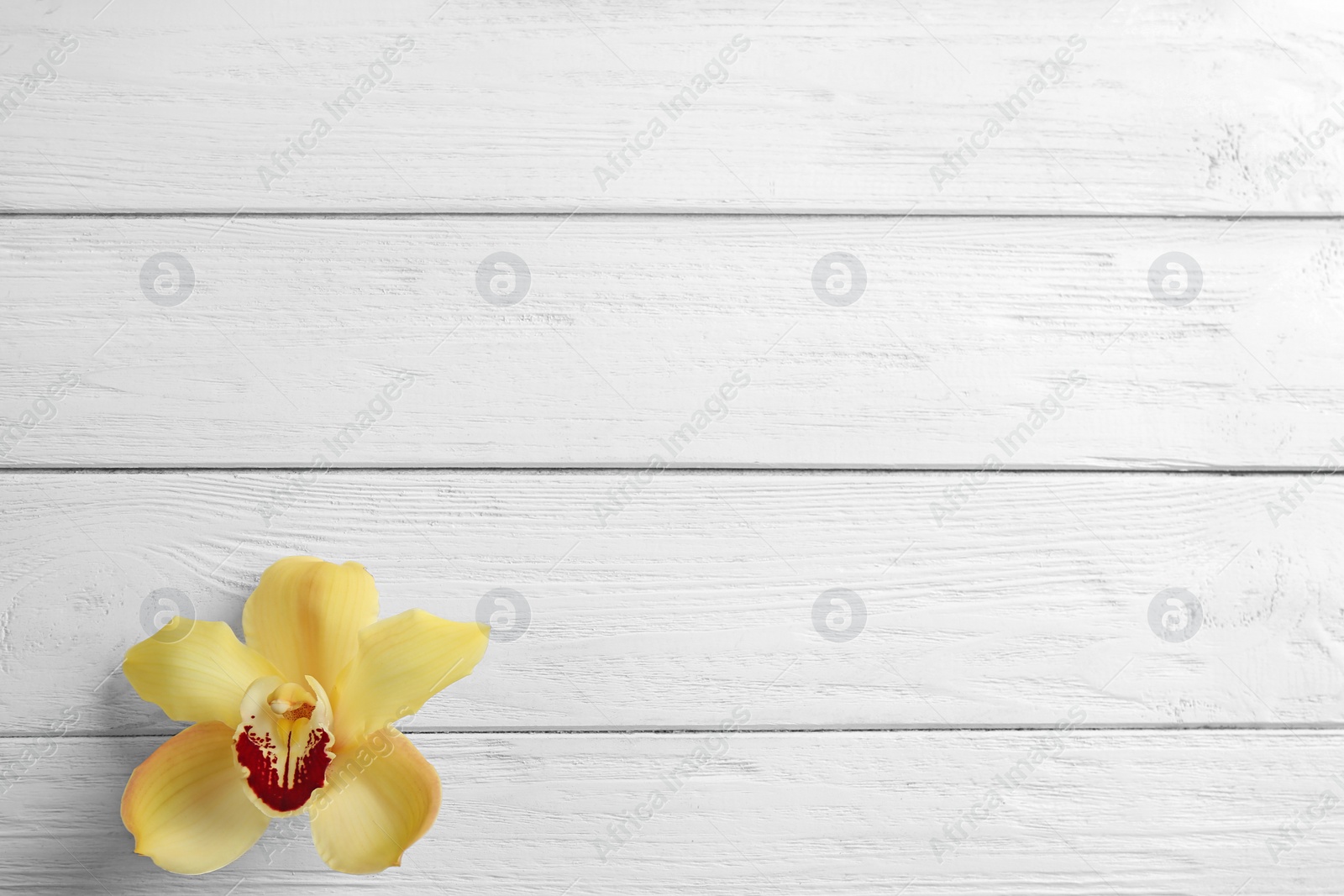 Photo of Beautiful tropical orchid flower on white wooden background, top view. Space for text