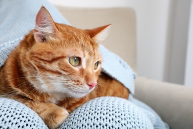 Photo of Cute ginger cat on knitted plaid at home