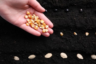 Photo of Woman with corn seeds near fertile soil, top view. Vegetable growing