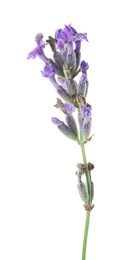 Photo of Beautiful blooming lavender flower on white background