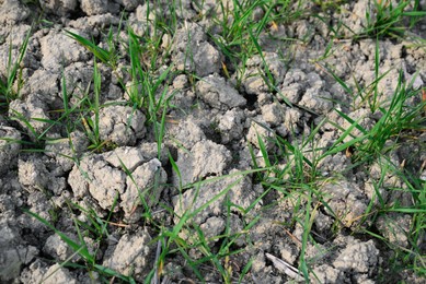 Photo of Clay soil field with lush green grass, above view