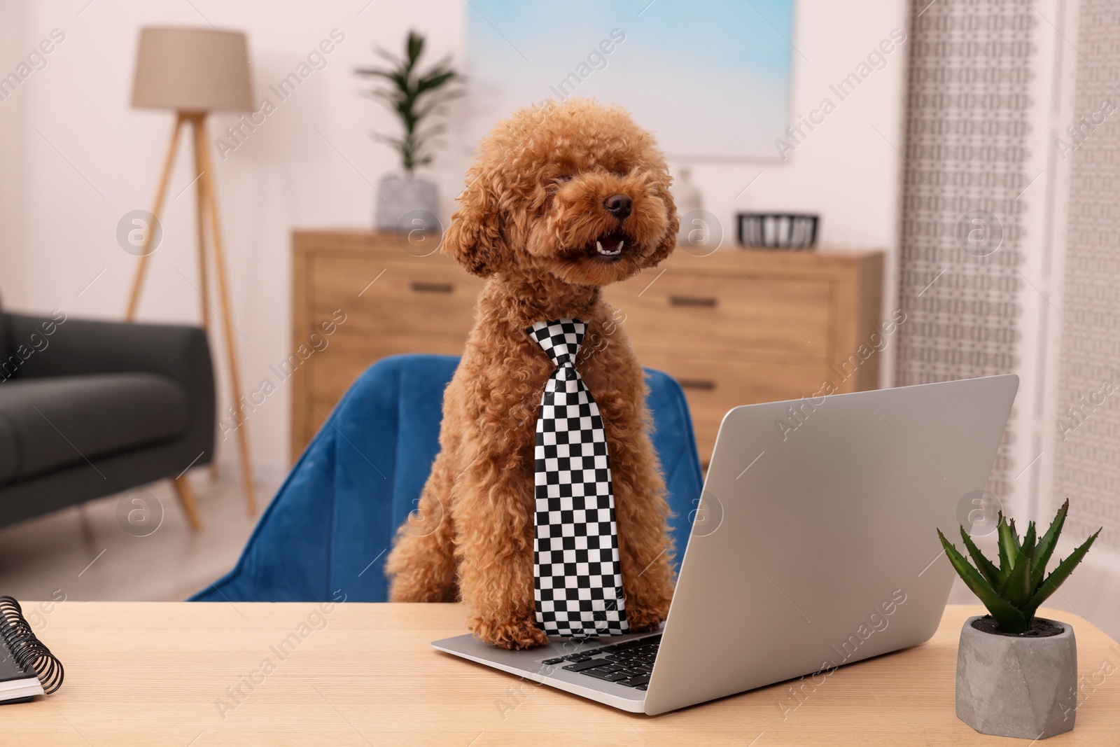 Photo of Cute Maltipoo dog wearing checkered tie at desk with laptop and green houseplant in room. Lovely pet