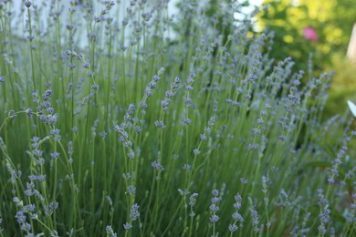 Photo of Many beautiful blooming lavender plants growing in field, closeup