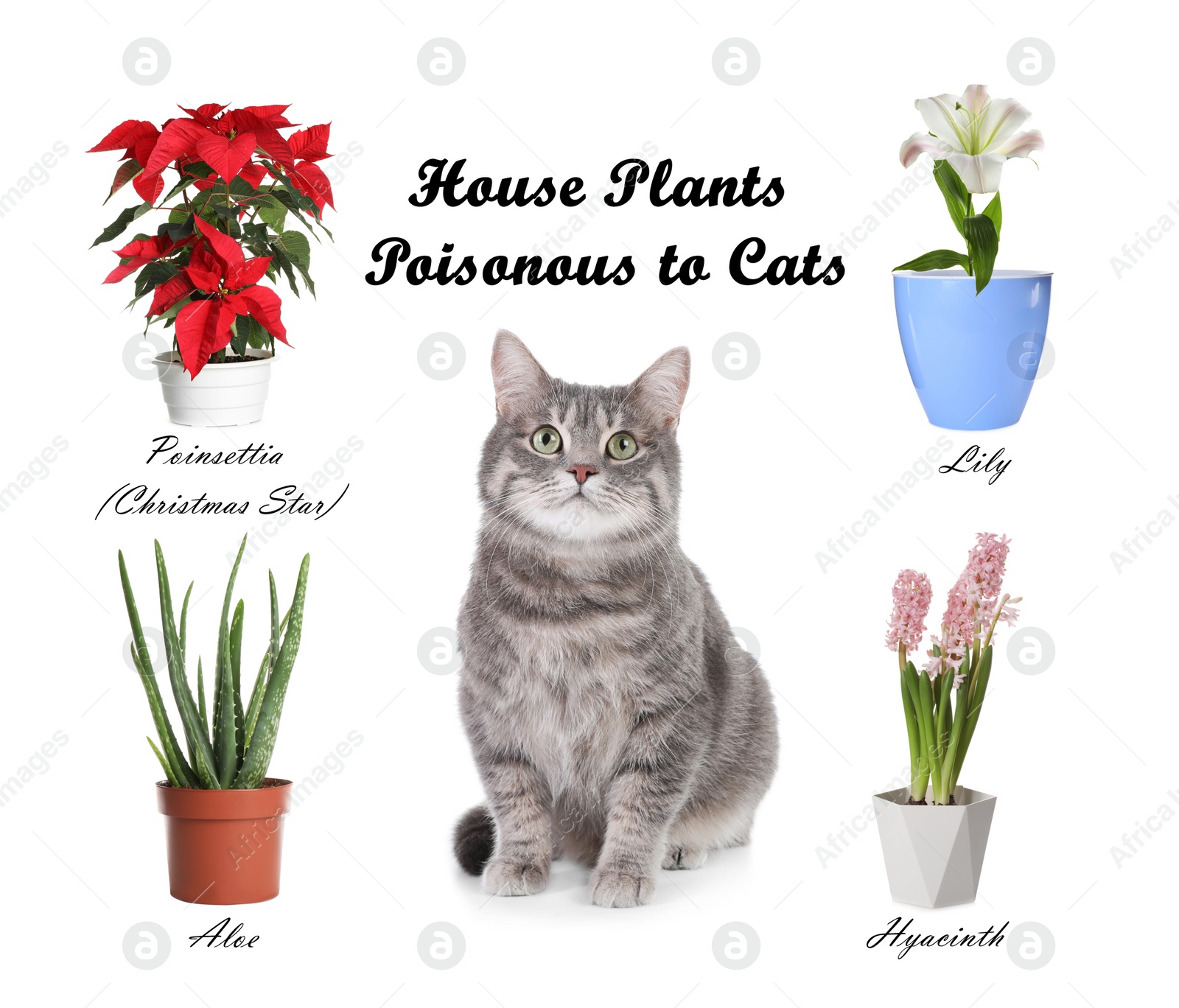 Image of Set of house plants poisonous to cats and kitten on white background