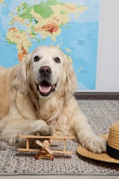 Photo of Cute golden retriever, straw hat and toy airplane on floor near world map indoors. Travelling with pet