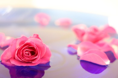 Photo of Pink rose and petals in water, closeup