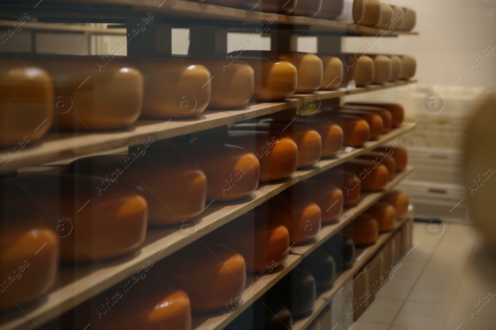 Photo of Fresh cheese heads on rack in factory warehouse