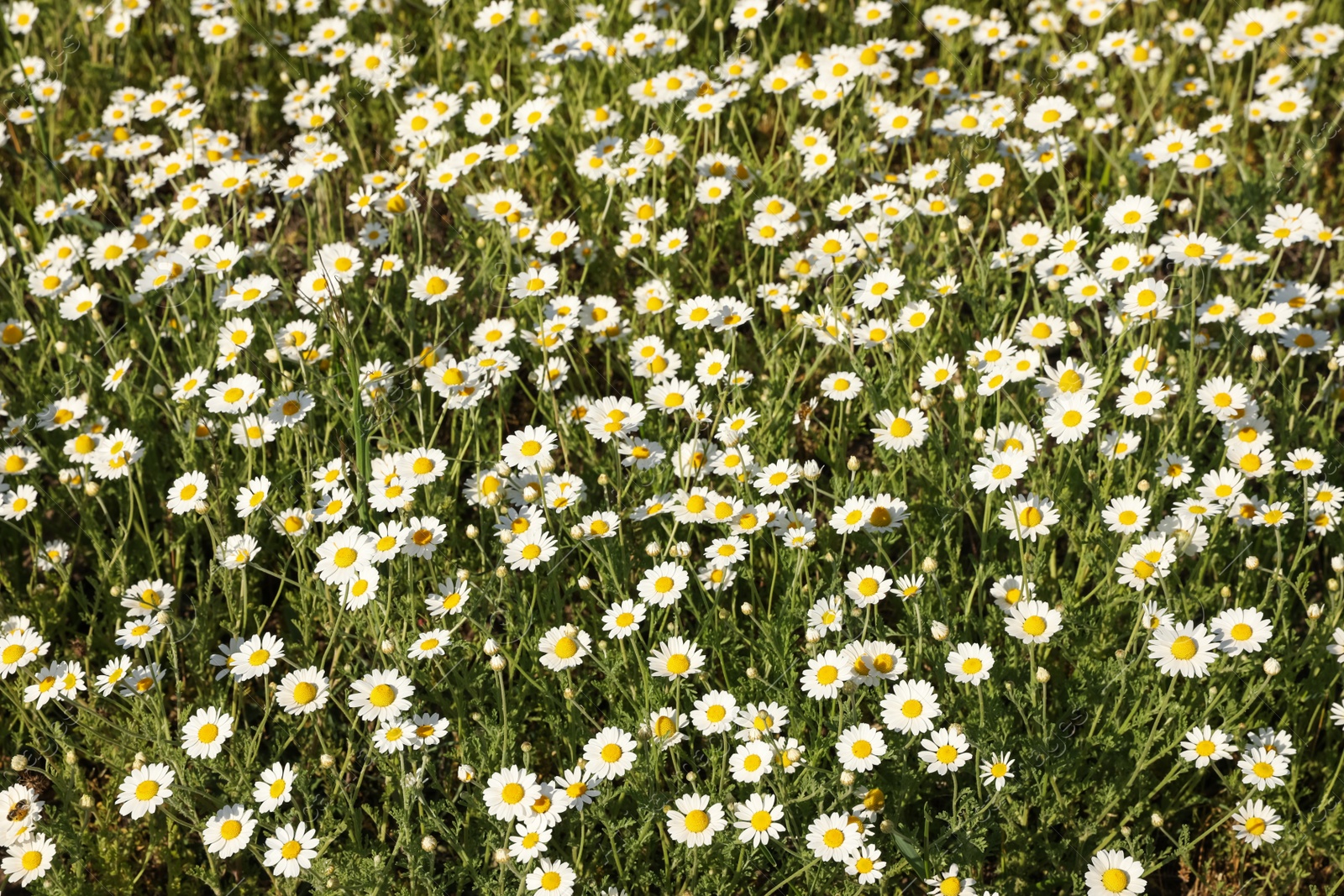 Photo of Beautiful chamomile field on sunny spring day