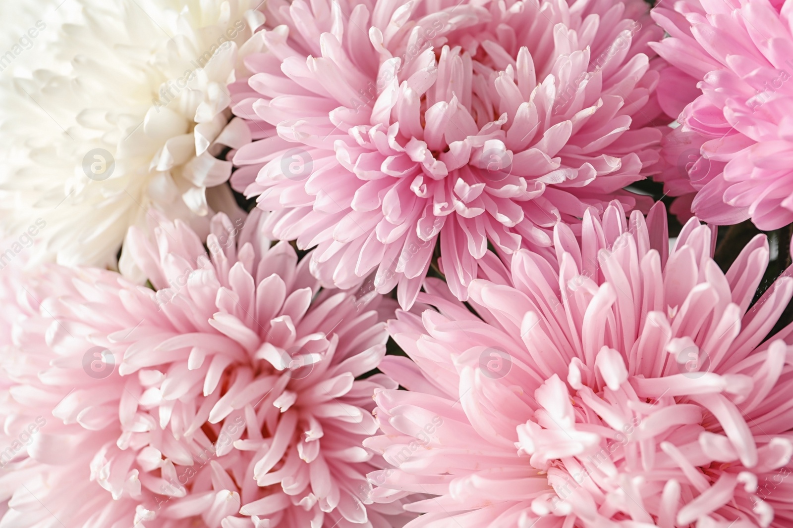 Photo of Beautiful aster flowers as background, closeup view