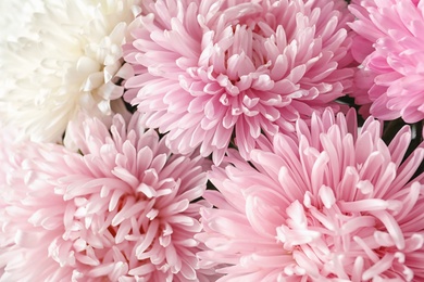 Beautiful aster flowers as background, closeup view