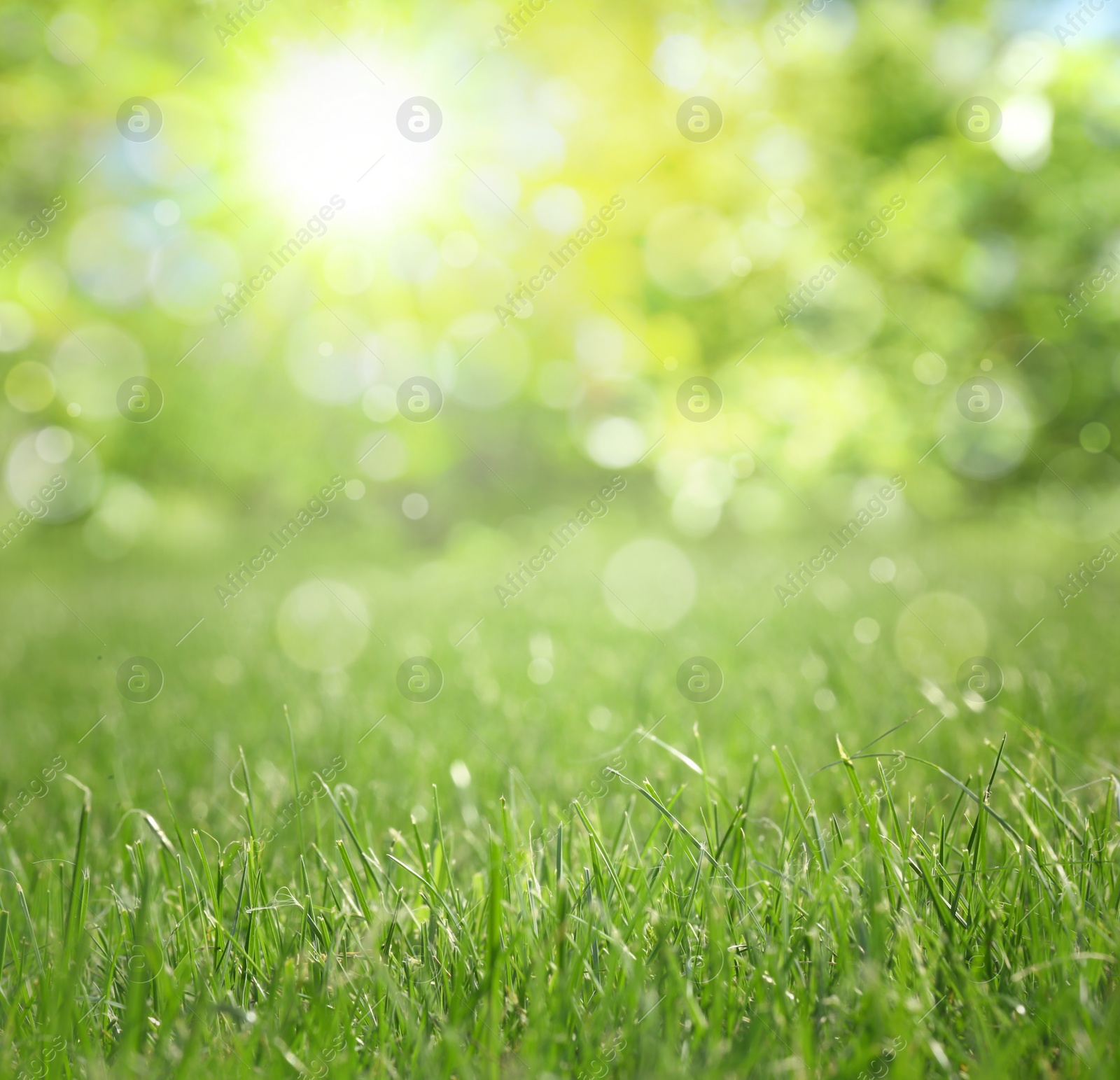 Image of Vibrant green grass outdoors on sunny day