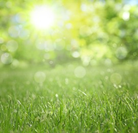 Vibrant green grass outdoors on sunny day