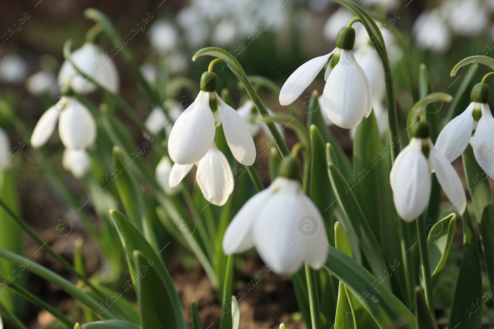 Photo of Beautiful white blooming snowdrops growing outdoors, closeup