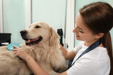 Professional groomer brushing fur of cute dog in pet beauty salon