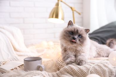 Photo of Birman cat and cup of drink on rug at home. Cute pet