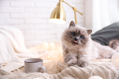 Birman cat and cup of drink on rug at home. Cute pet