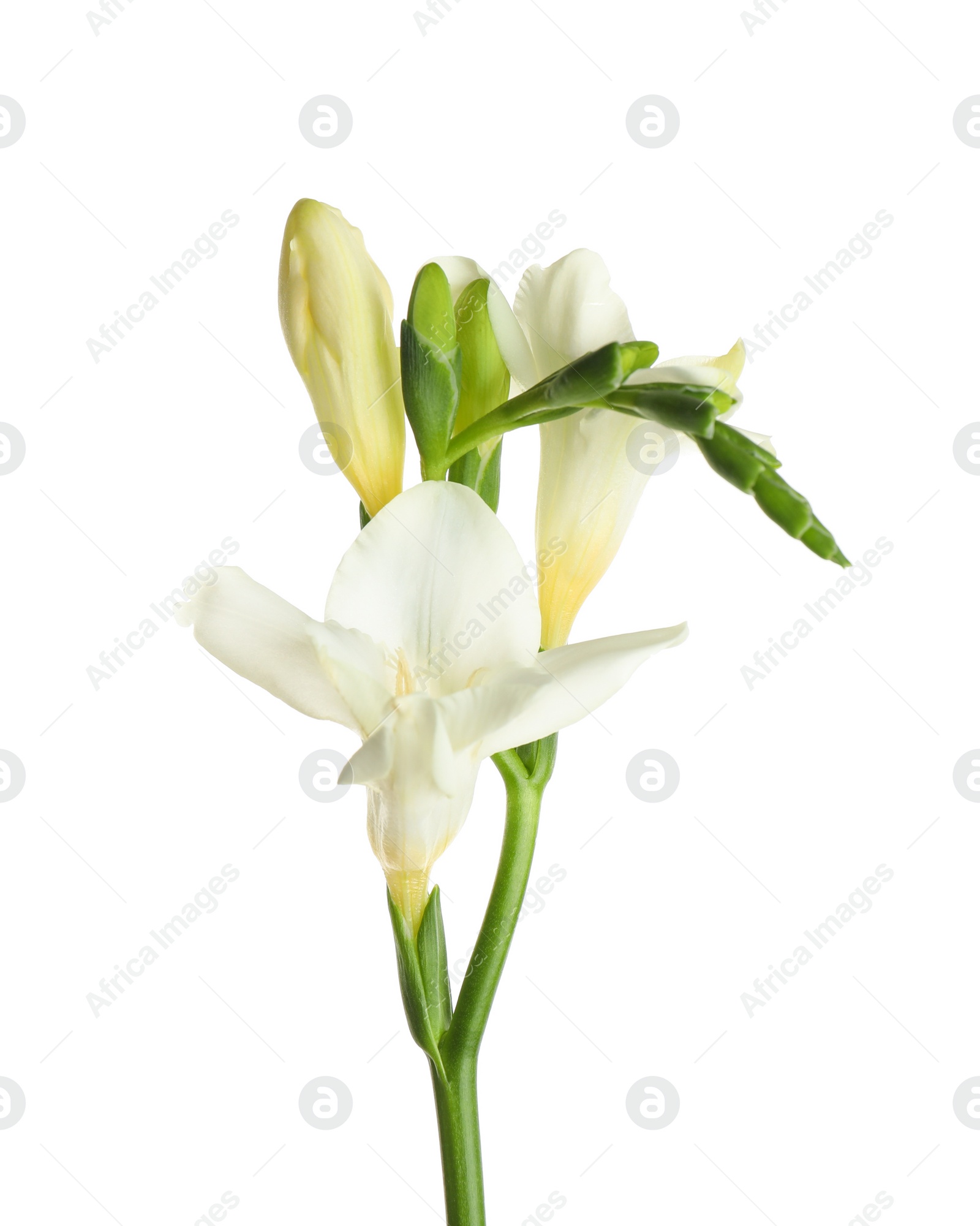 Photo of Beautiful blooming freesia flower isolated on white