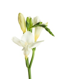 Photo of Beautiful blooming freesia flower isolated on white