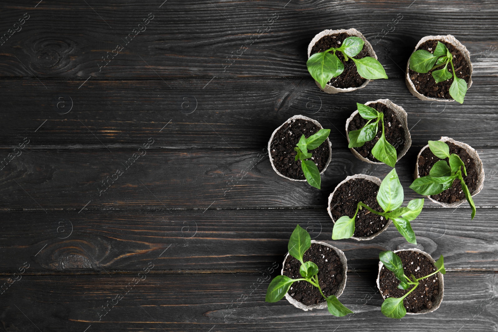 Photo of Vegetable seedlings in peat pots on black wooden table, flat lay. Space for text