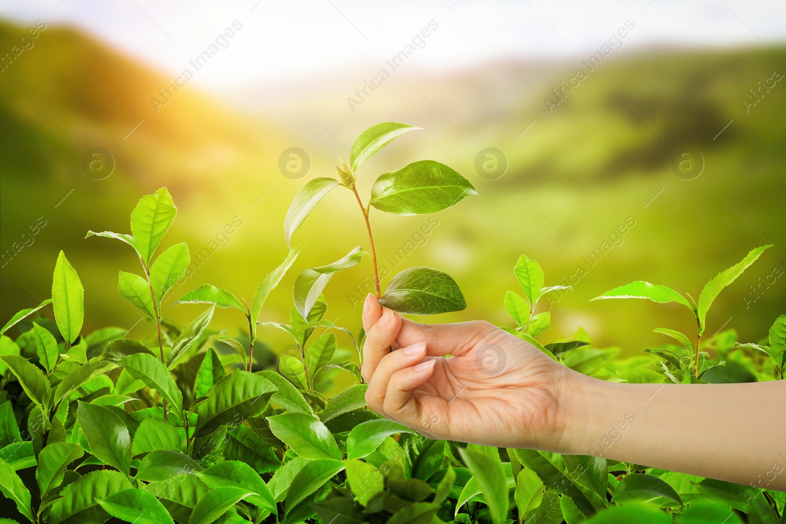 Image of Tea plantation. Woman holding twig with fresh green leaves, closeup