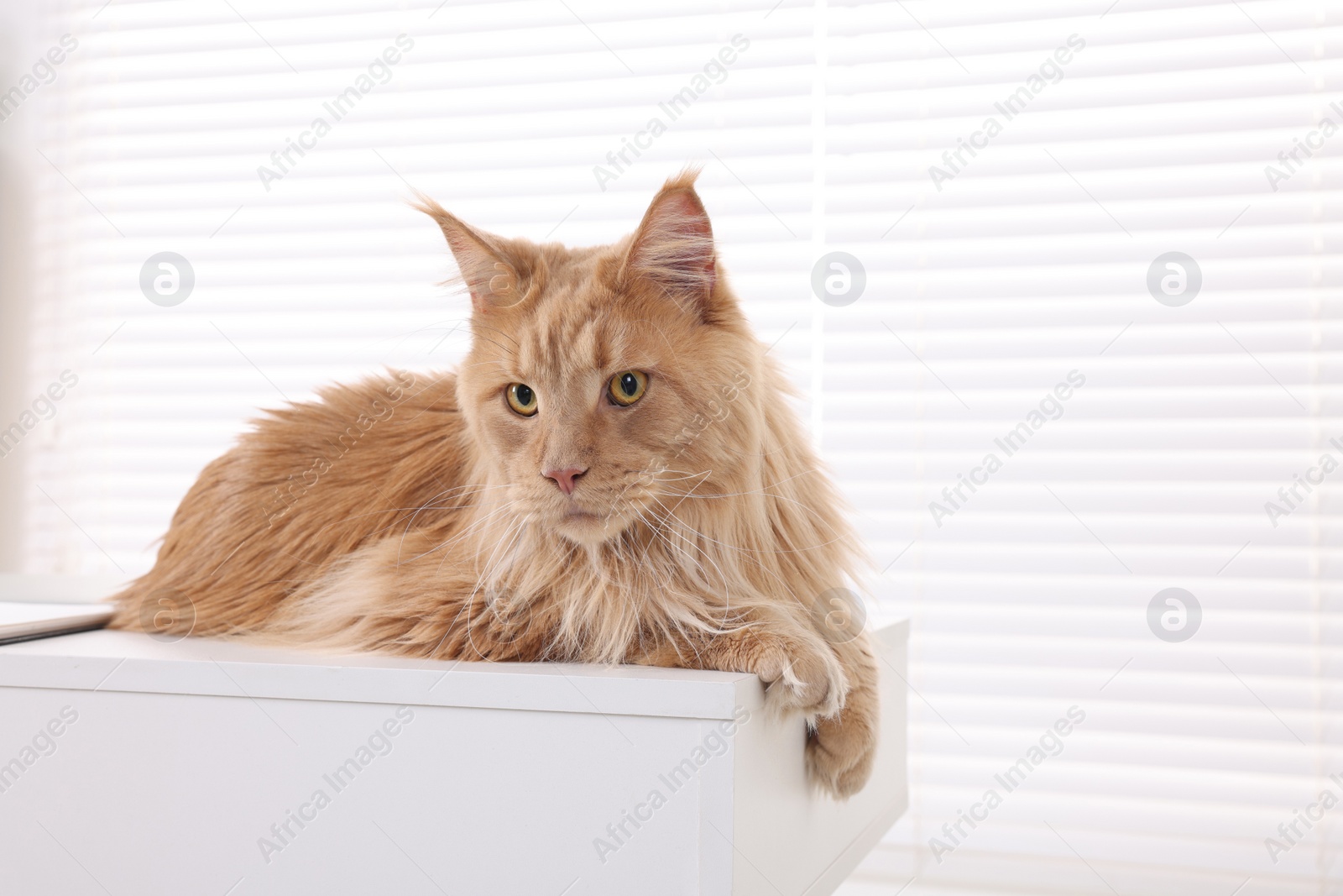 Photo of Adorable domestic cat on desk indoors, space for text. Home office