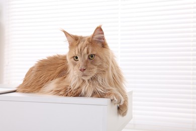 Adorable domestic cat on desk indoors, space for text. Home office