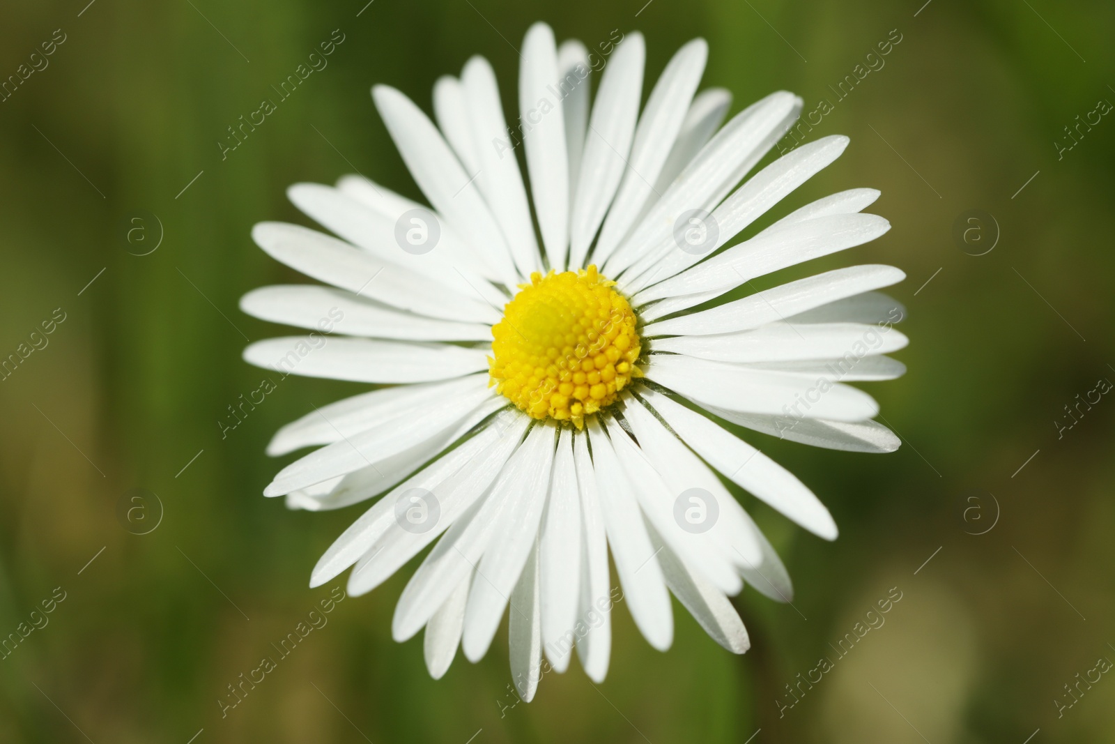 Photo of Beautiful tender daisy flower growing outdoors, closeup