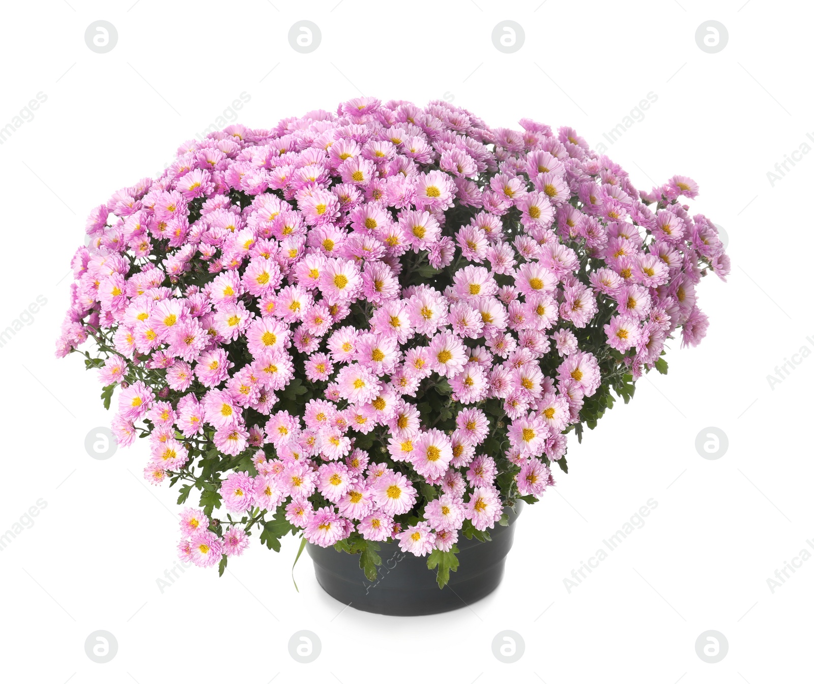 Photo of Pot with beautiful colorful chrysanthemum flowers on white background